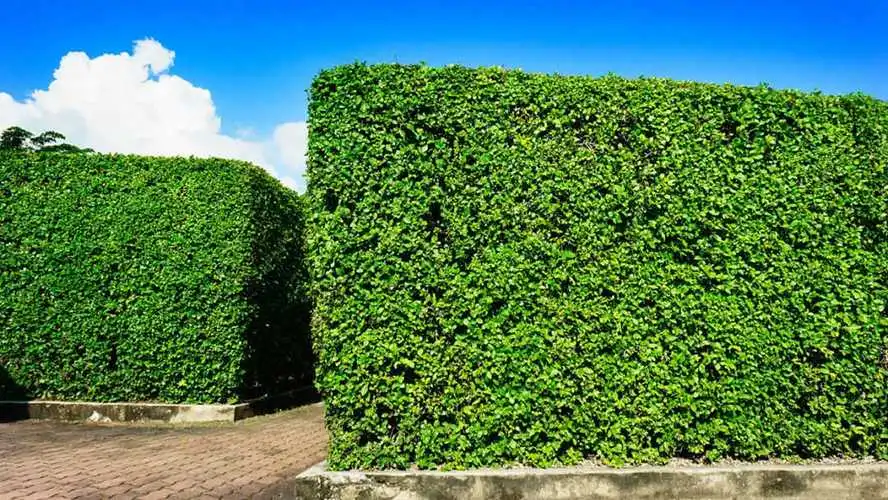 綠化景觀色設(shè)計(jì)在大型活動場地的智能應(yīng)用。