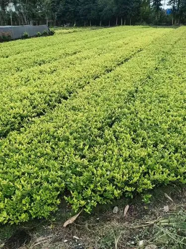 韶關綠化工程內容 韶關綠化工程內容