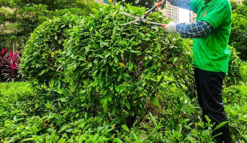 鄭州綠化工程價位表